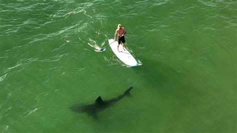 Great white sharks lurked near swimmers, surfers 97% of the time in drone study